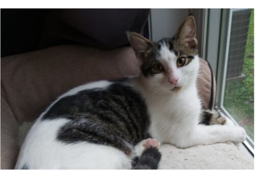 Our girl hangs with her foster family for a while longer, in expectation of joining Caleb in the new year!