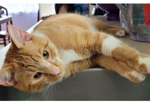 Joey finds home again with Warren, Chelsea and the kids!