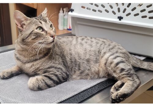 Sydney joins our Forever Foster Roster and snuggles on in with his new friend, David.